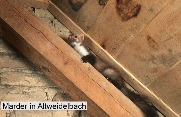 Marder in Altweidelbach